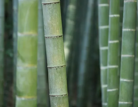 canna bambù