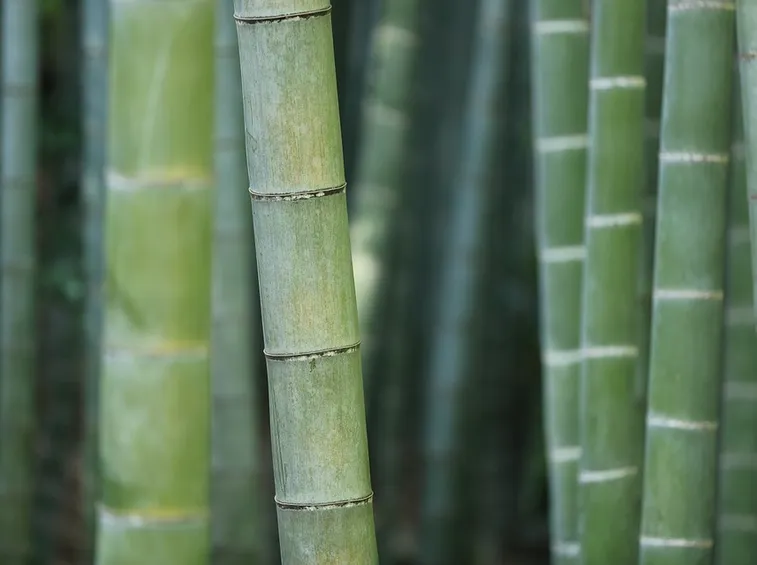 canna bambù