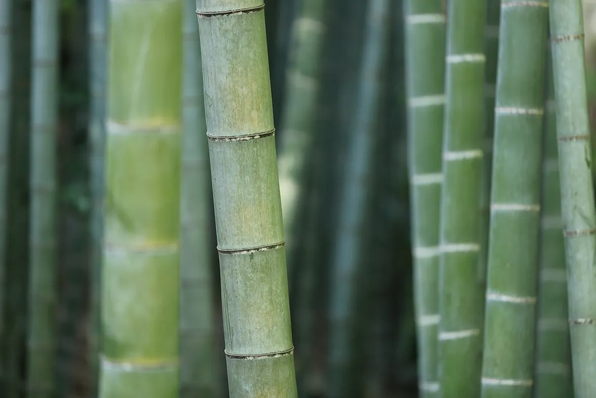 canna bambù
