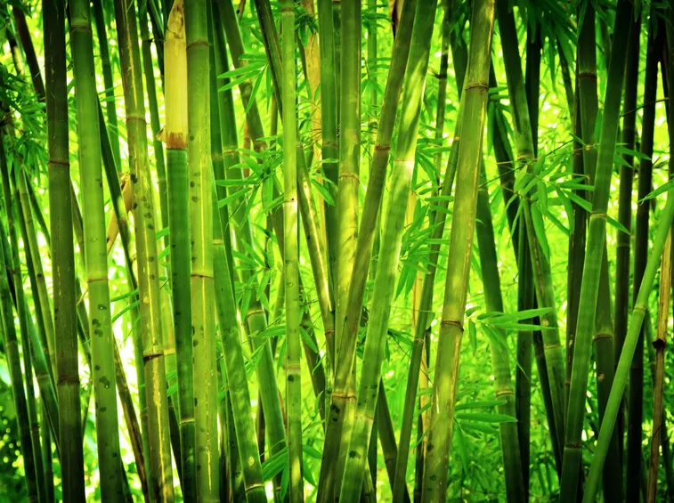 Bambù