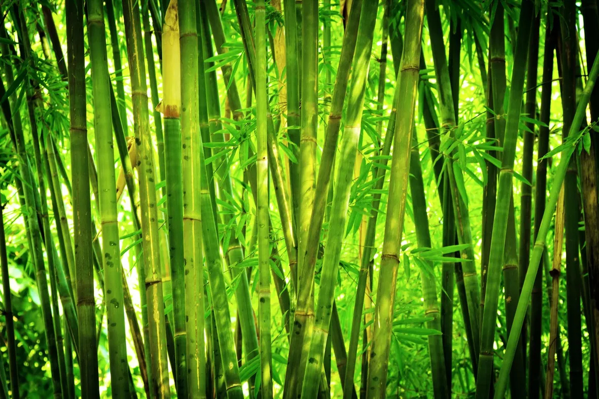 Bambù