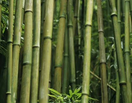 Bamboo