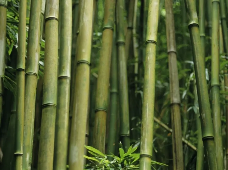 Bamboo