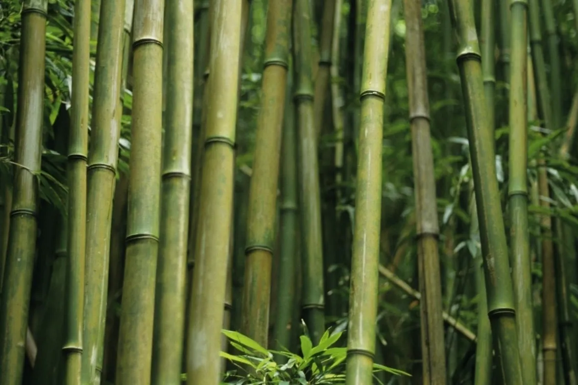 Bamboo