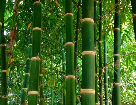 canne di bambù