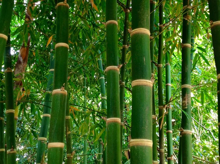 canne di bambù