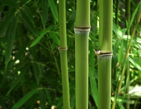 Bamboo nero