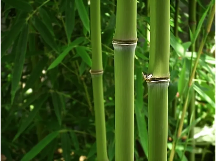 Bamboo nero