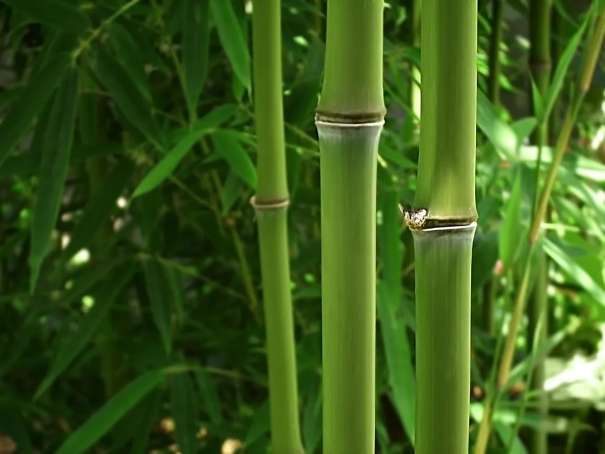 Bamboo nero