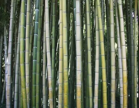 Bambu-28