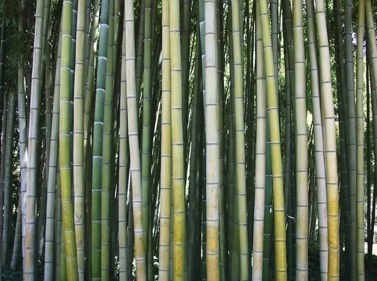 Bambu-28
