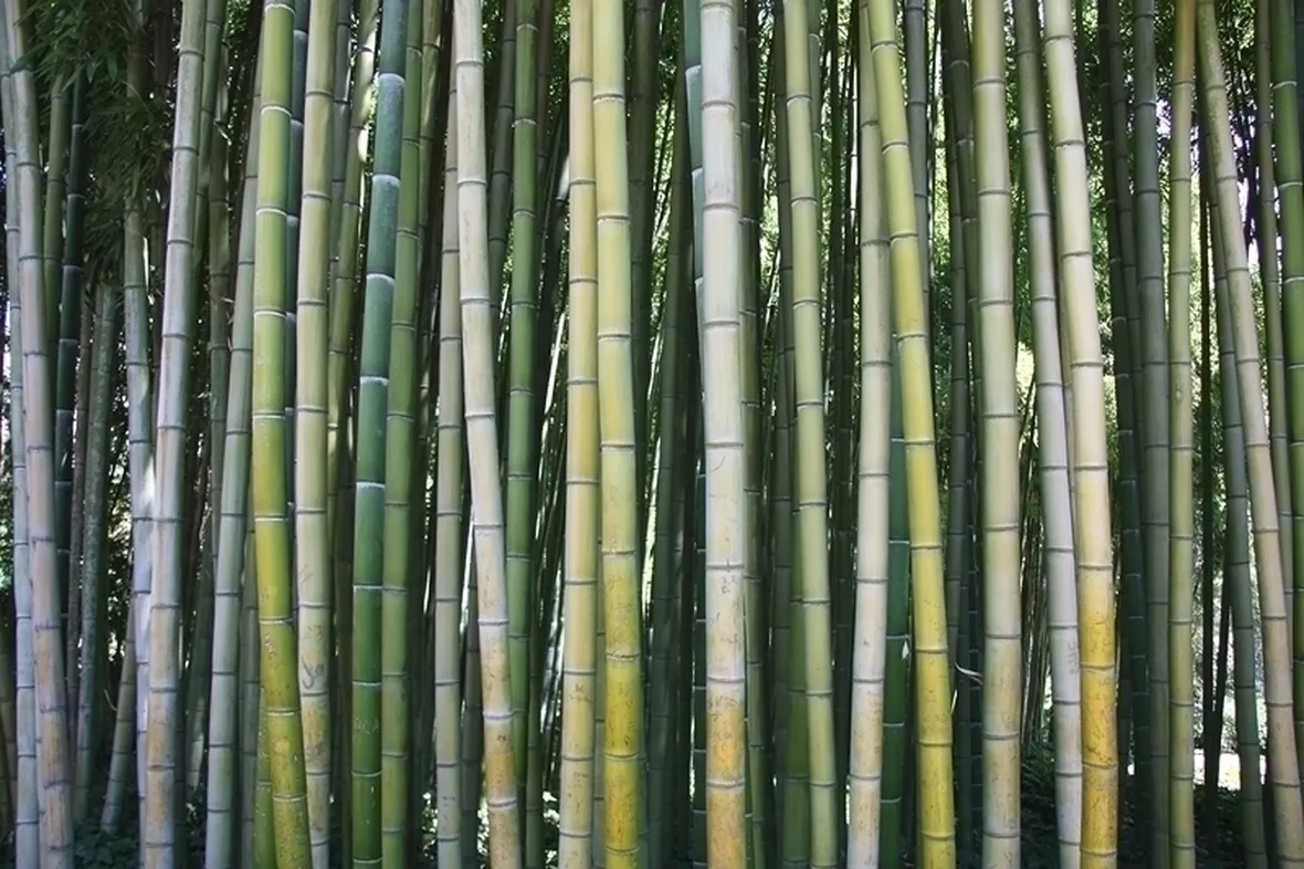 Bambu-28