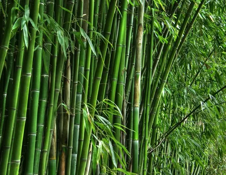 Bambu