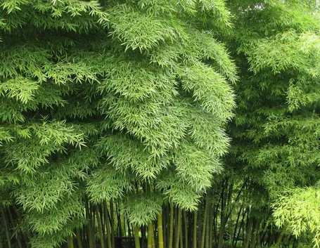 BAMBU'