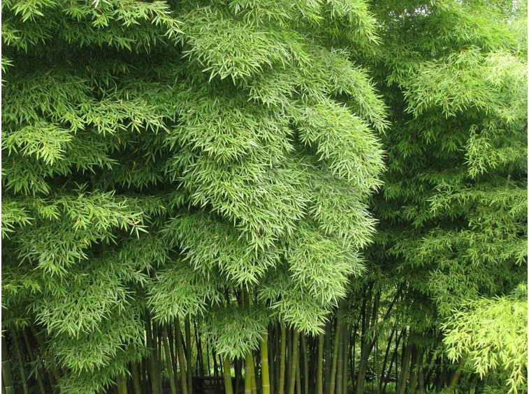 BAMBU'