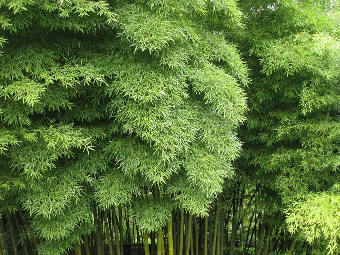 BAMBU'