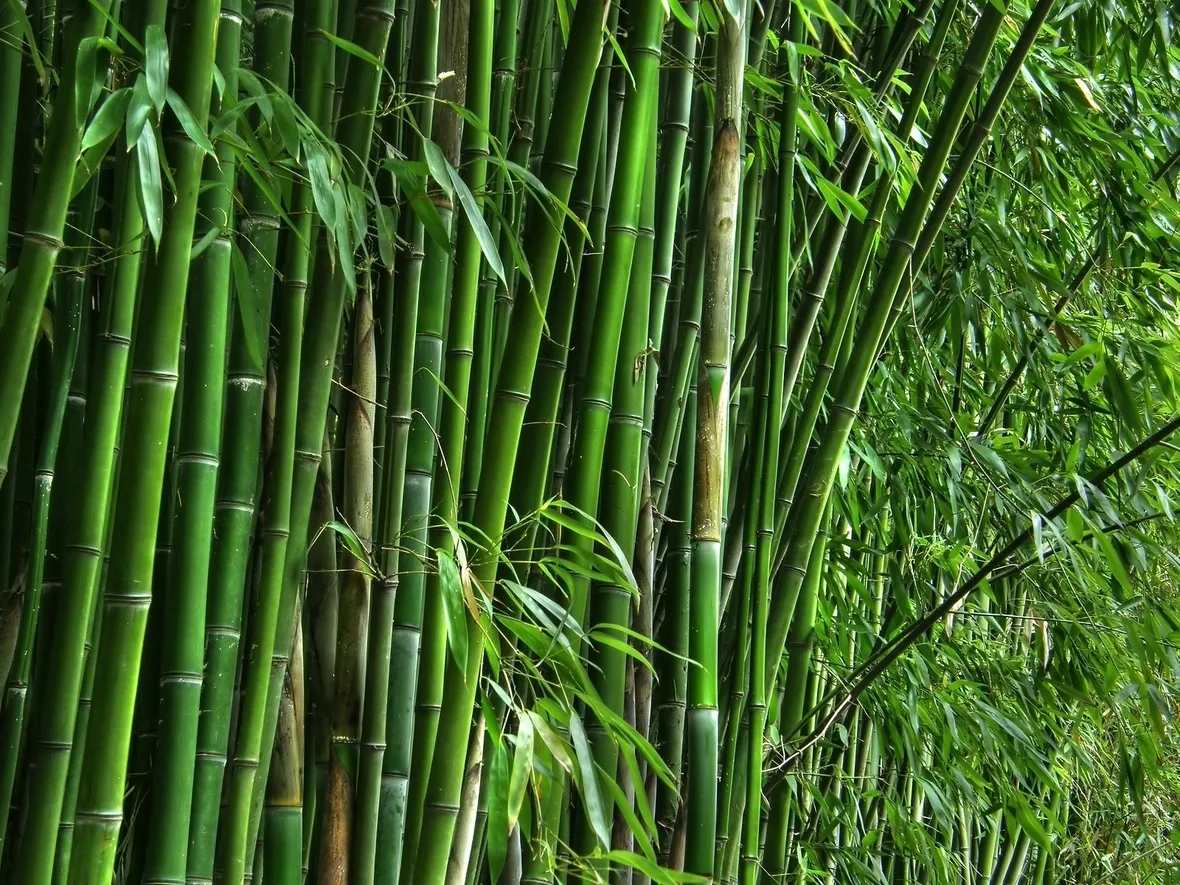 Bambu