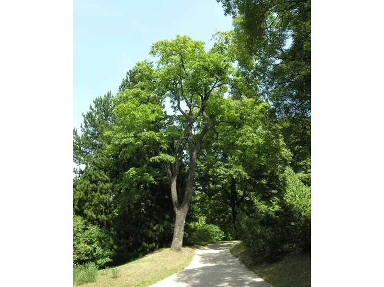 ACERO 