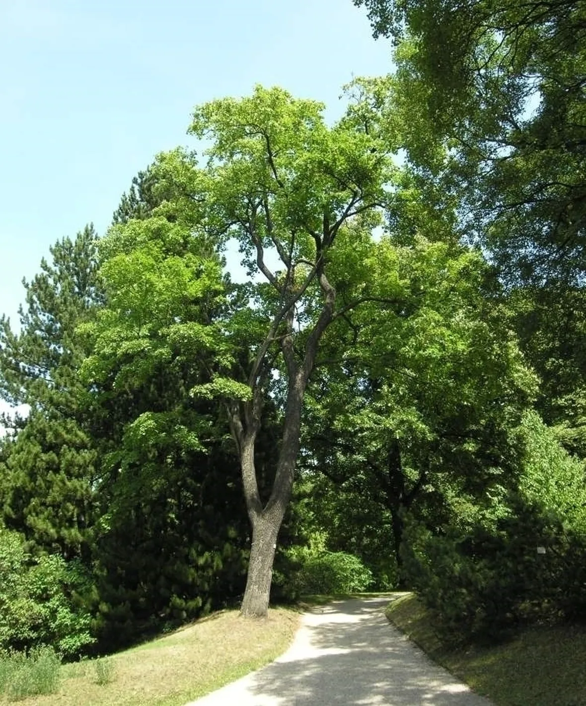 ACERO 