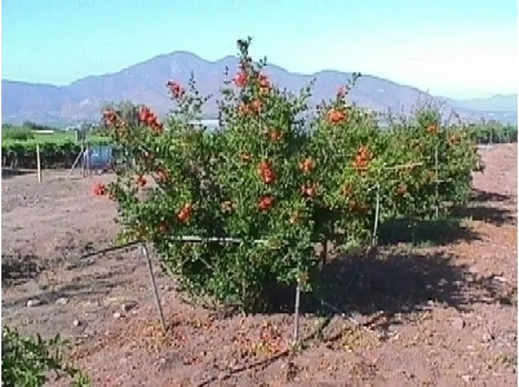 Caratteristiche del melograno