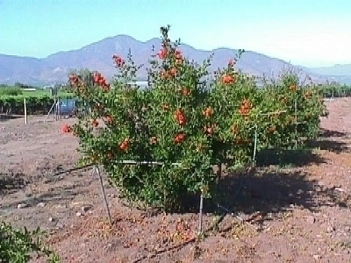 Caratteristiche del melograno