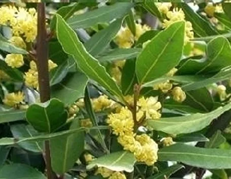 Caratteristiche siepe alloro