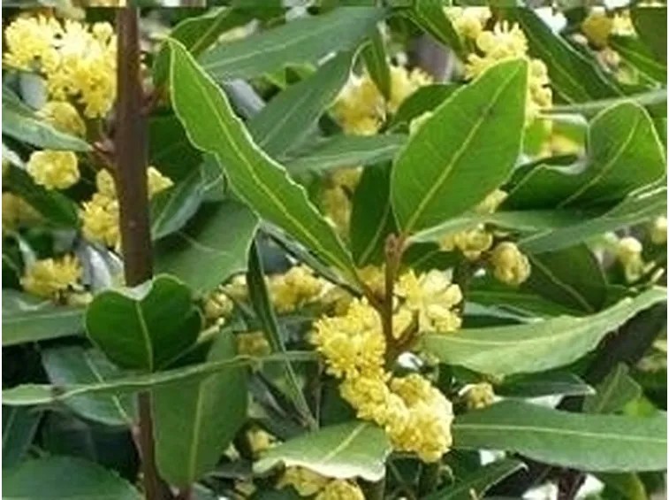 Caratteristiche siepe alloro