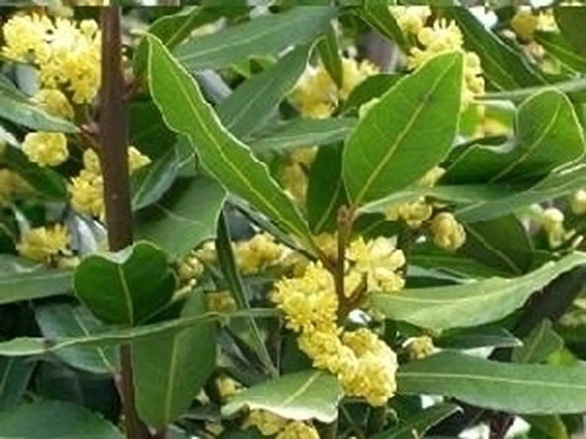 Caratteristiche siepe alloro