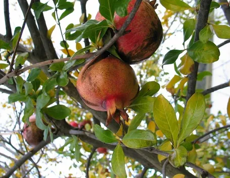 Clima per il melograno