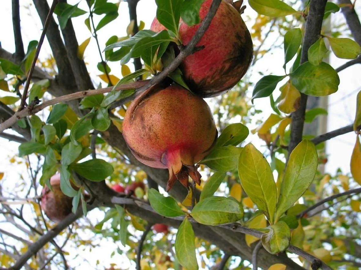 Clima per il melograno