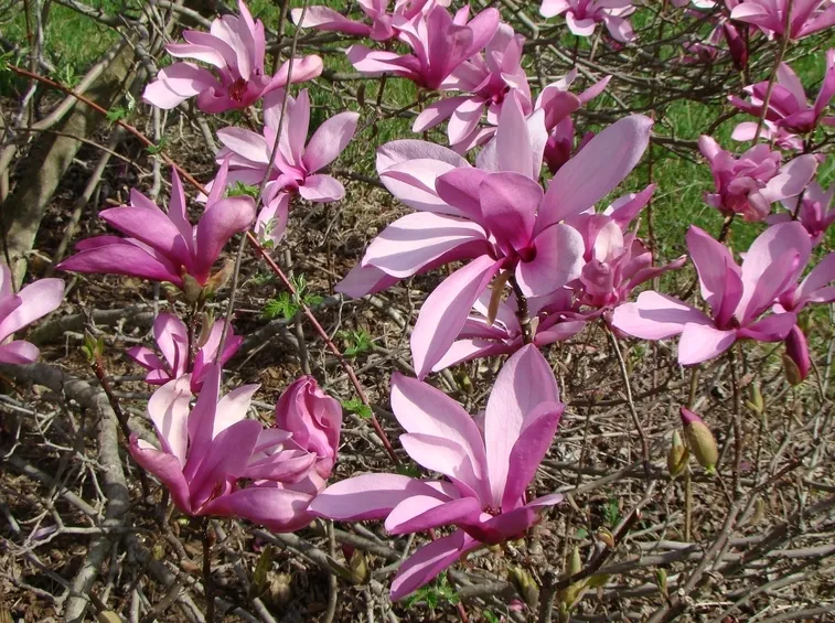 Clorosi ferrica magnolia stellata