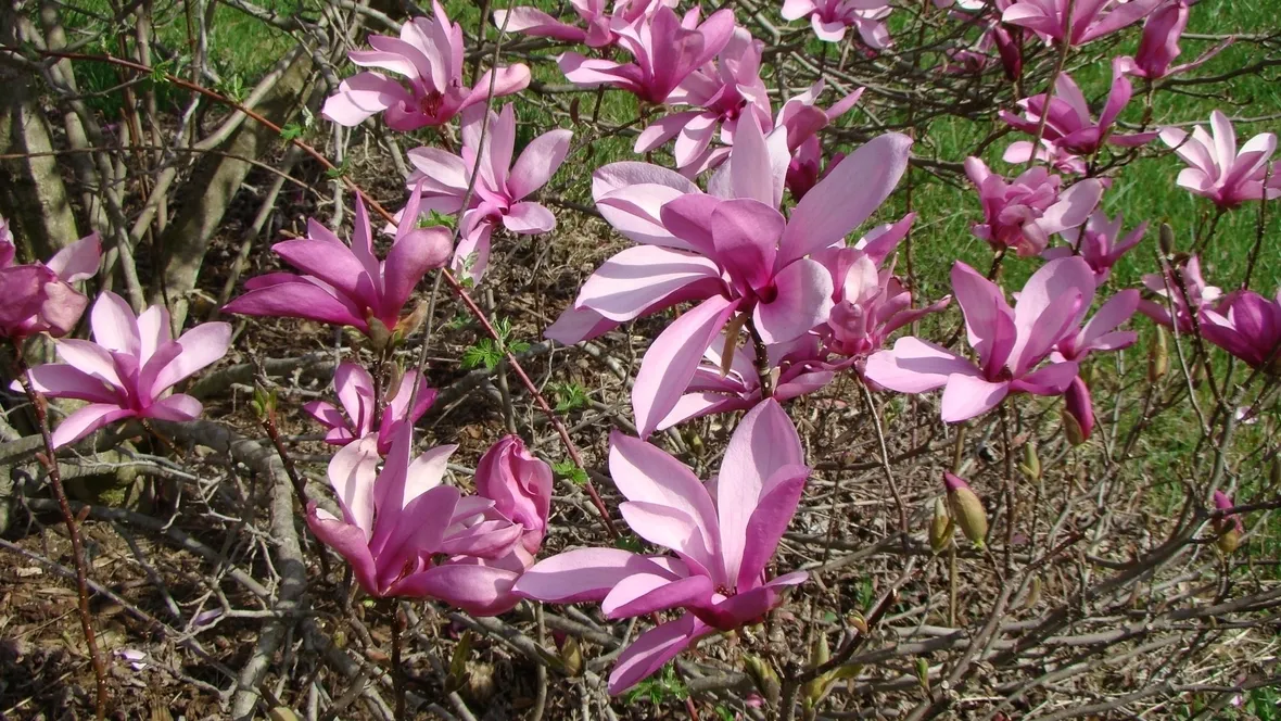 Clorosi ferrica magnolia stellata