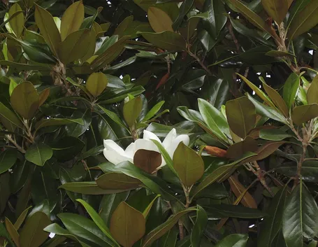 magnolia