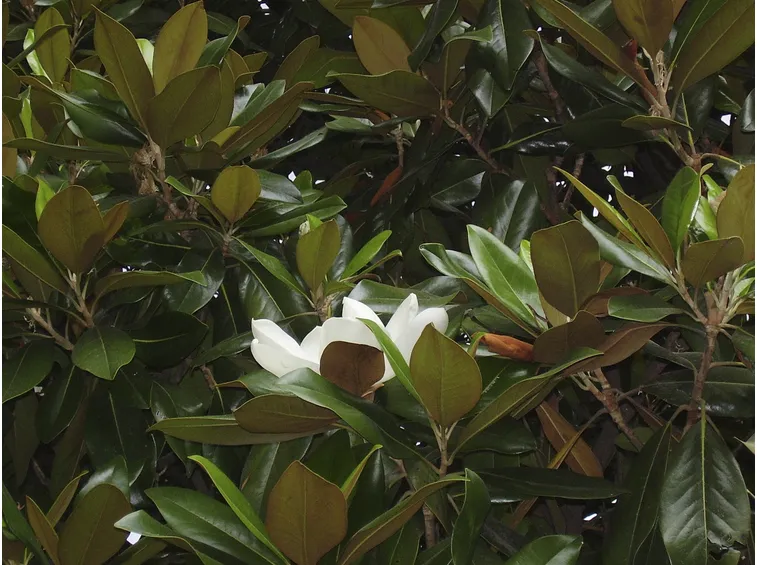 magnolia