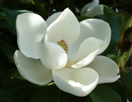 magnolia bianca