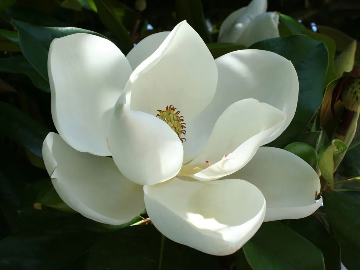 magnolia bianca
