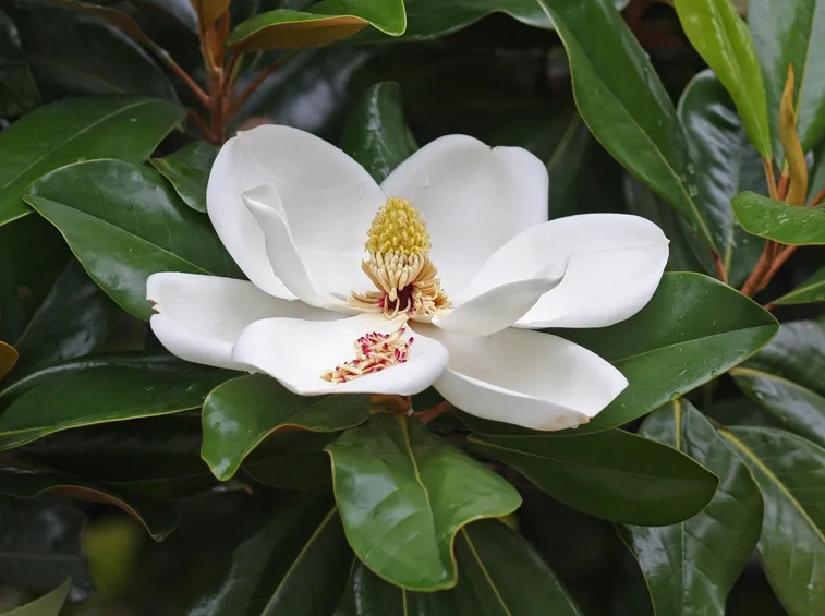 Concimazione magnolia