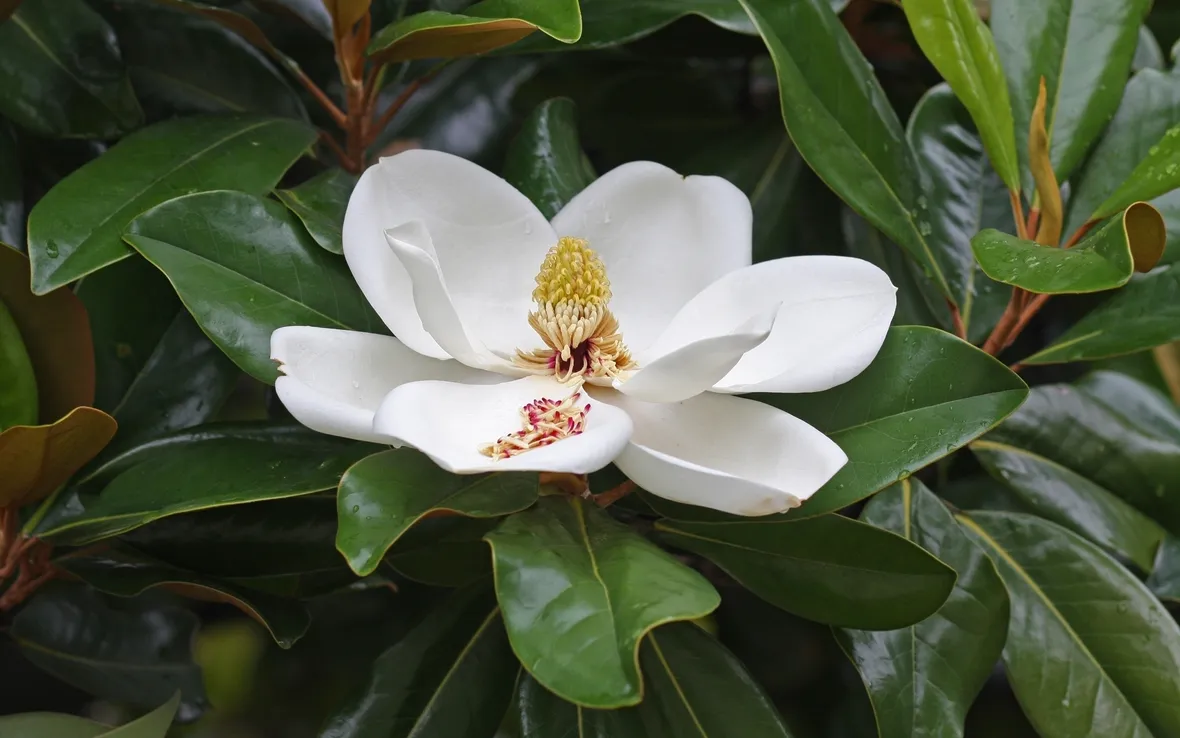 Concimazione magnolia
