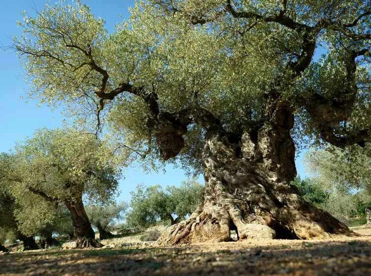 Ulivo secolare