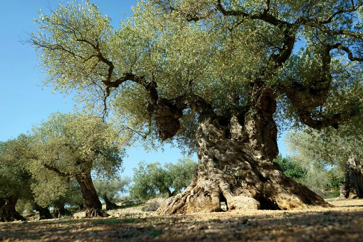 Ulivo secolare