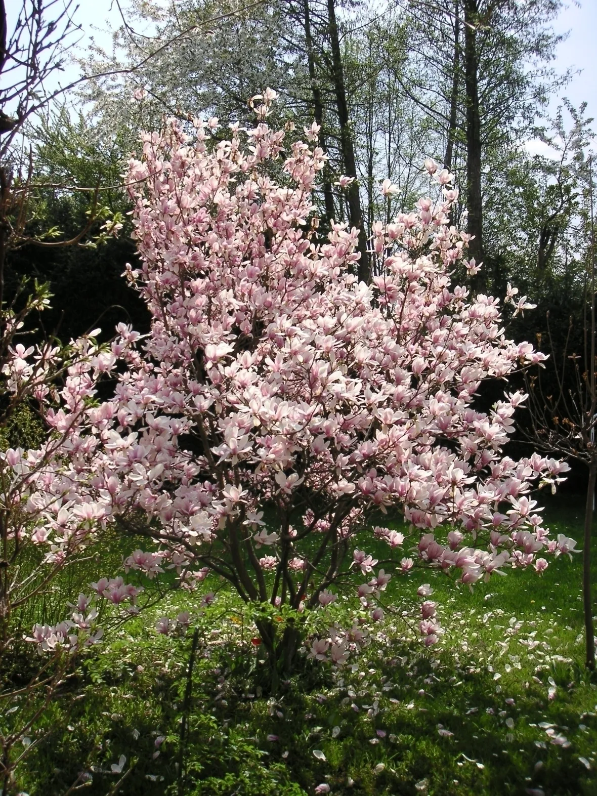 magnolia grandiflora