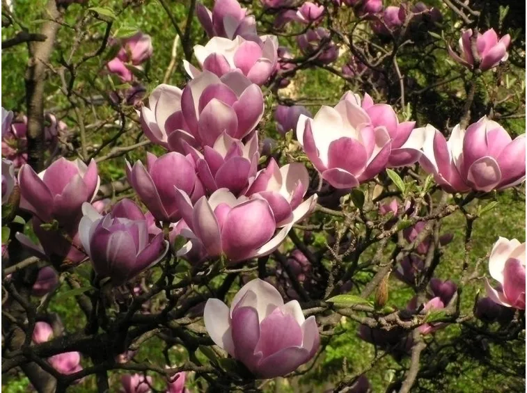 magnolia grandiflora
