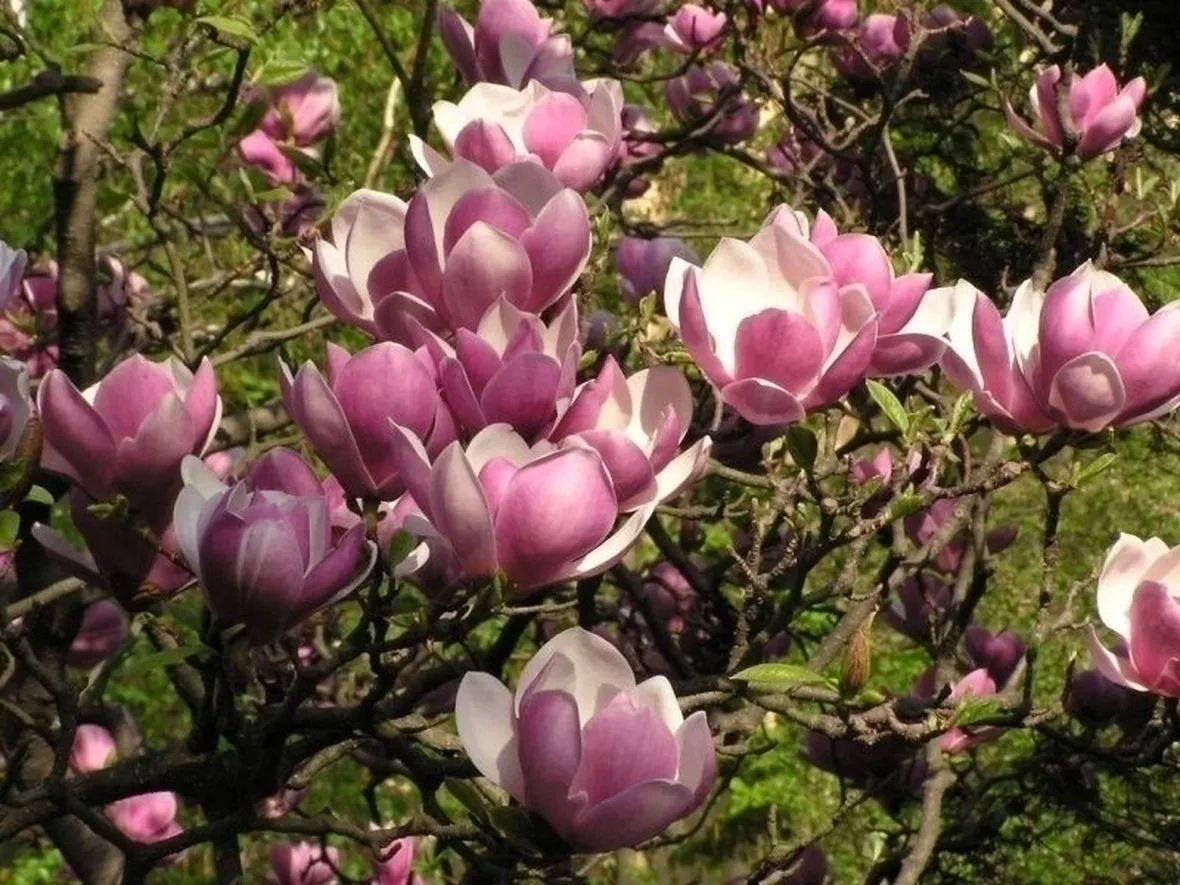 magnolia grandiflora