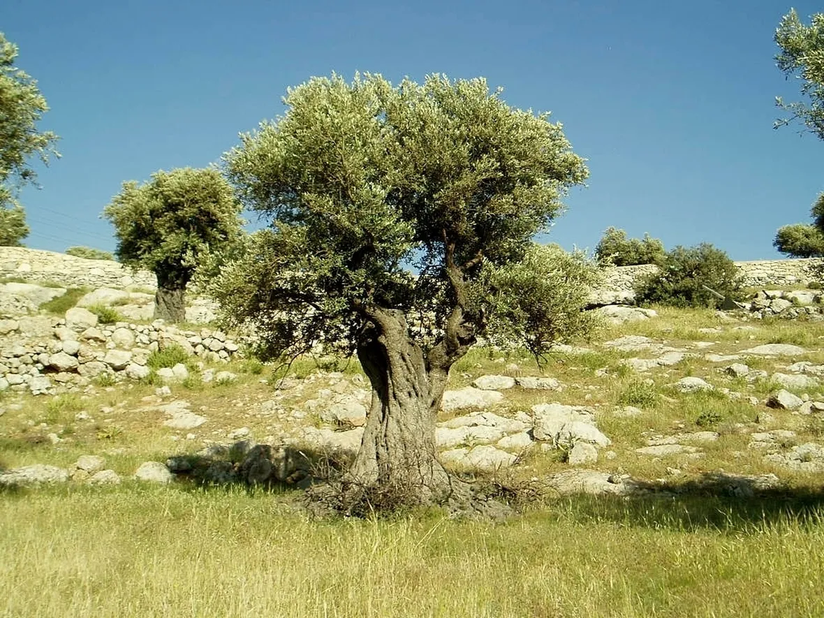 ulivo secolare