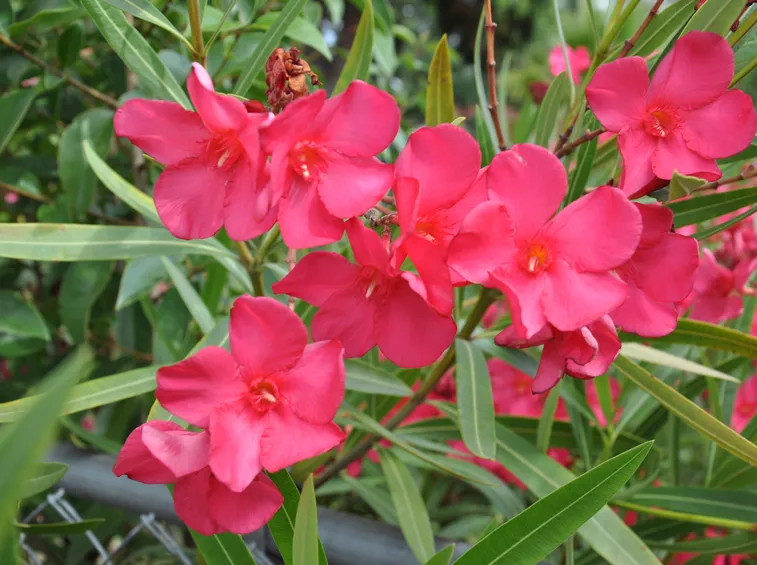 Domanda : I fiori dell'oleandro