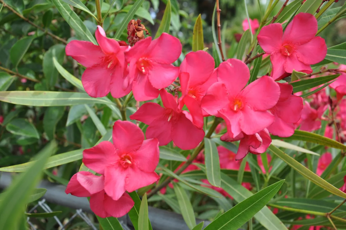 Domanda : I fiori dell'oleandro