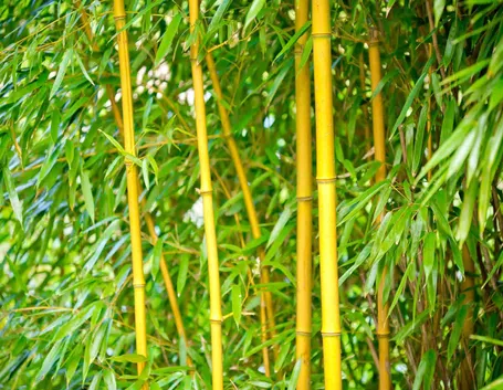 bamboo