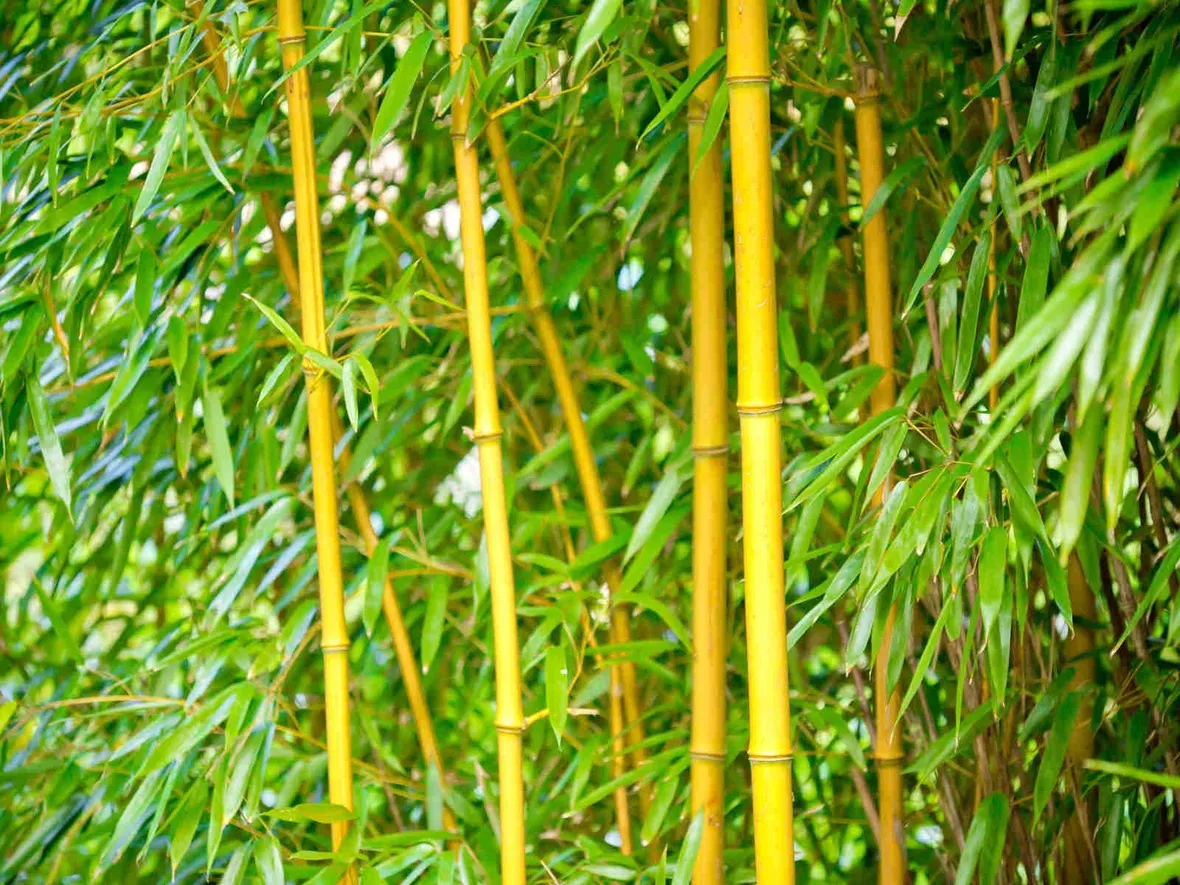 bamboo