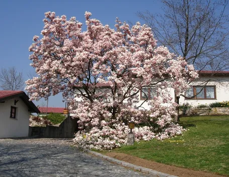 magnolia
