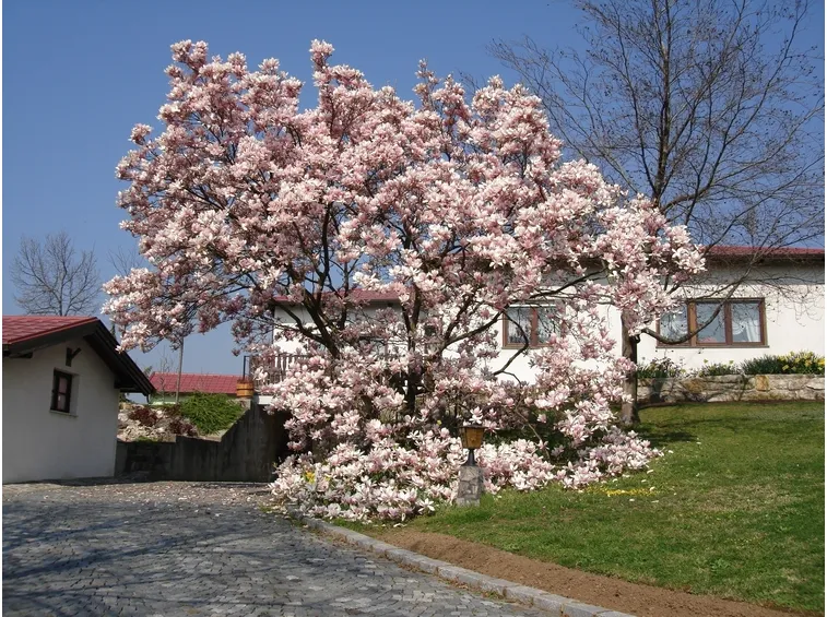 magnolia